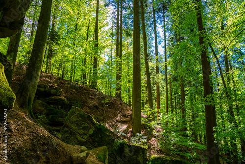 Germany, Green magical mystical forest nature landscape of huge trees in swabian forest near welzheim
