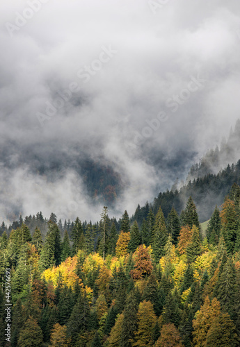 Forêt automnale aux Confins, La Clusaz, Haute-Savoie, France
