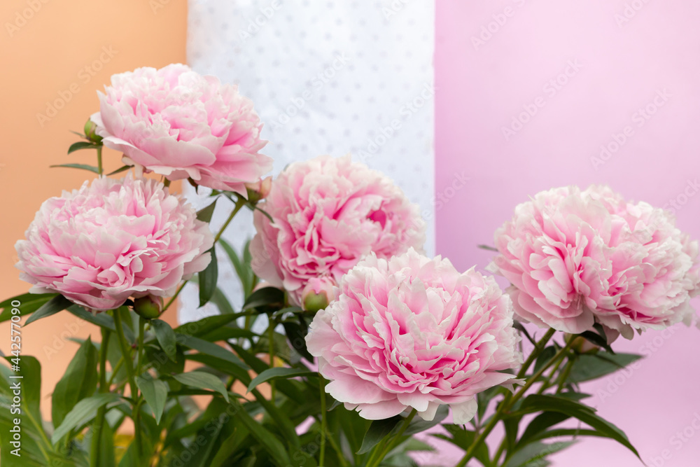 White blooming peony flower on light blue background. Beautiful bud flower pion head for greeting card, copy space. Paeonia Sarah Bernhardt