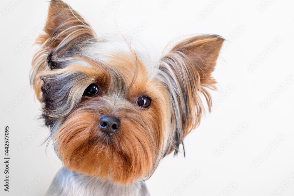 A dog with a funny hairstyle. Close-up portrait A dog with a funny hairstyle. Close-up portrait