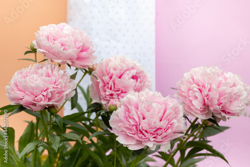 Foto White blooming peony flower on light blue background
