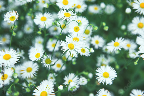 Soft focused nature scene with blooming Summer Daisies. Summer meadow with chamomile flowers. Dark green moody spring flower pattern background. Alternative medicine  cottage core natural philosophy. 
