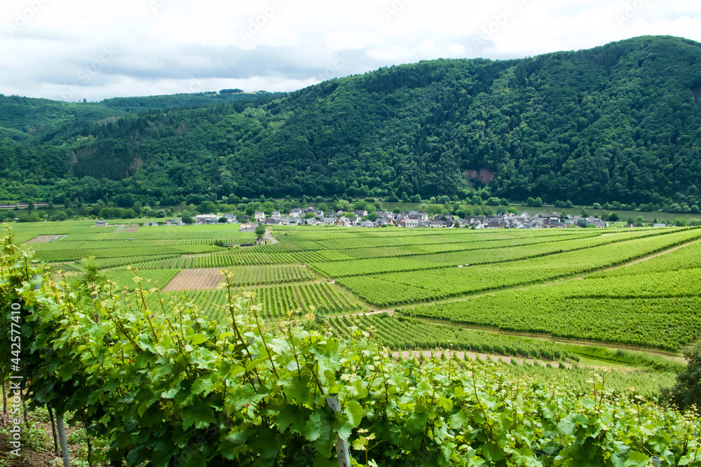 Vine-growing area in the Mosel valley in Germany