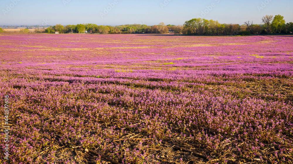 Purple deadnettle and henbit flowering in Spring in corn and soybean fields. Pink flowers. Nebraska landscape.