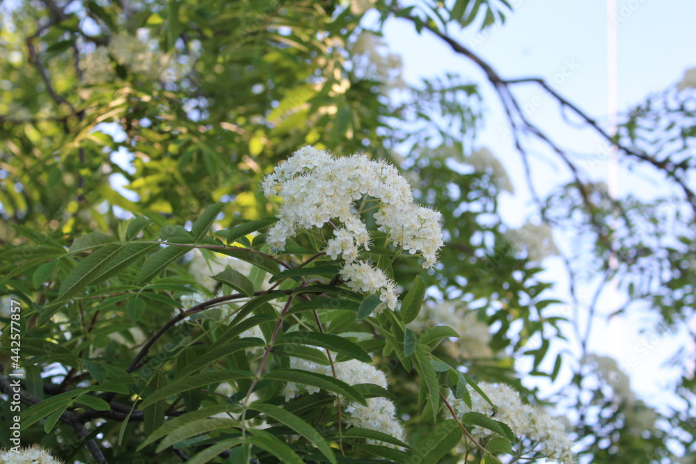 beautiful mountain ash flowers on a branch in summer in sunny weather beautiful mountain ash flowers on a branch in summer in sunny weather