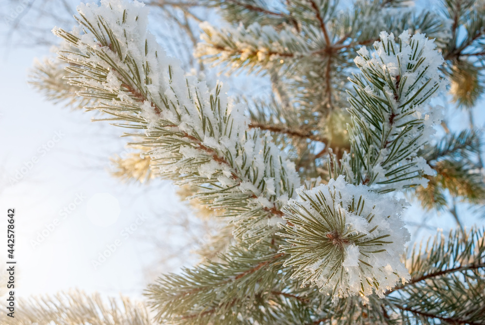 A branch of pine in the frost, in the rays of the sun on a frosty day. A branch of pine in the frost, in the rays of the sun on a frosty day.
