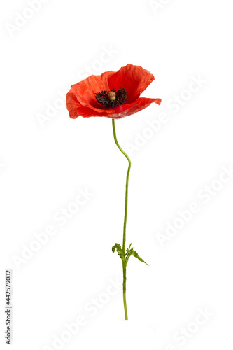 Fototapeta Naklejka Na Ścianę i Meble -  Bright red poppy flower isolated on white background.