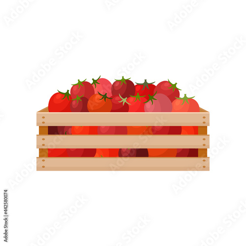 A bright autumn illustration depicting a wooden box with red ripe tomatoes. The harvested crop of fresh tomatoes in a wooden box. Vegetables in a box. Vector illustration on a white background