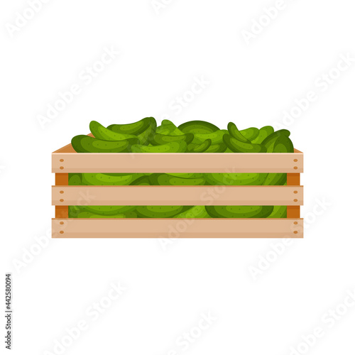 Bright autumn illustration with the image of a wooden box with green ripe cucumbers A harvest of fresh cucumbers in a wooden box. Vegetables in a box. Vector illustration on a white background