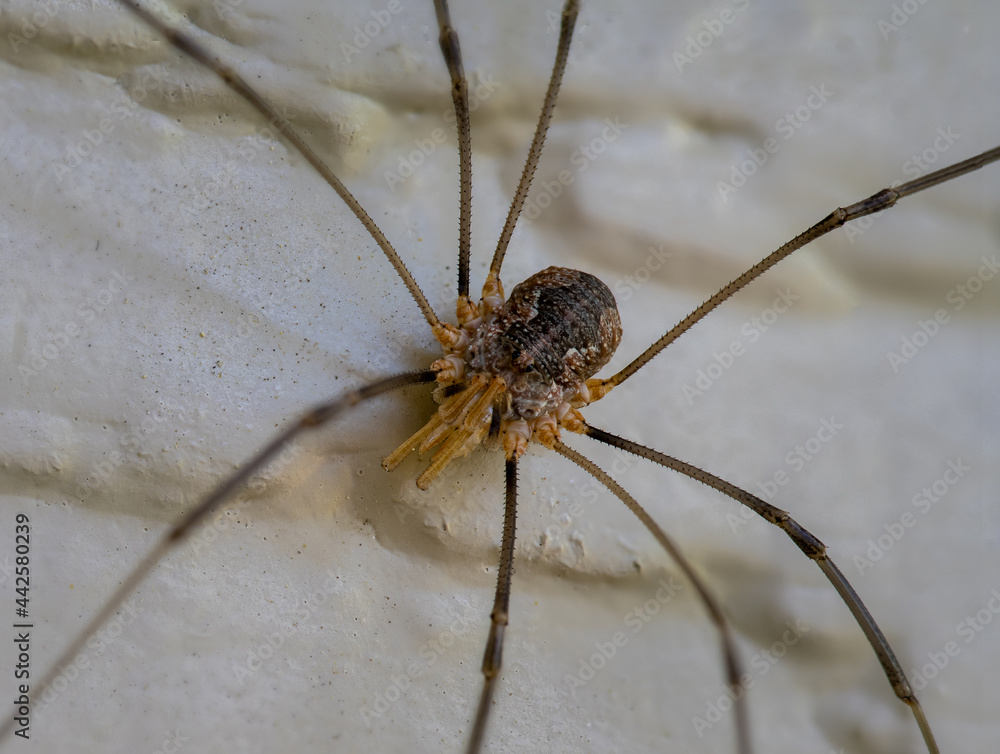 Creepy looking Herdsman spider with two small eyes on top of it’s body.
Creepy looking Herdsman spider with two small eyes on top of it’s body.