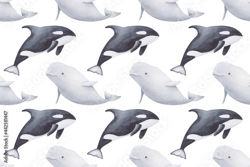 Watercolor pattern of beluga and orca whale on the white background