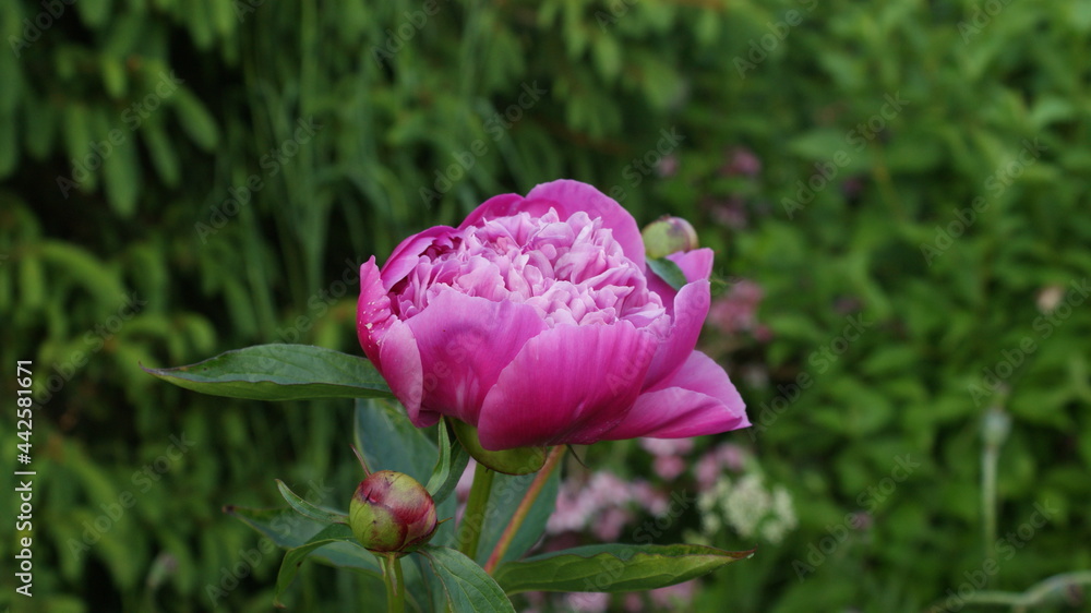 custom made wallpaper toronto digitalRóżowa piownia 