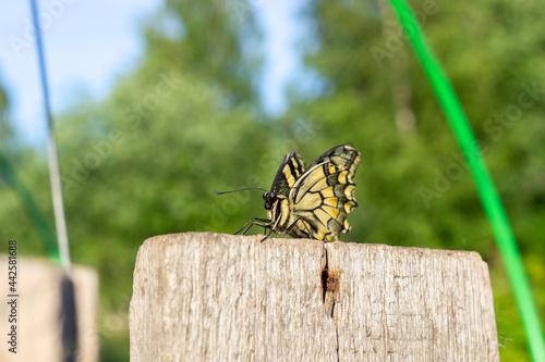 Swallowtail butterfly on old board in country in sunny day