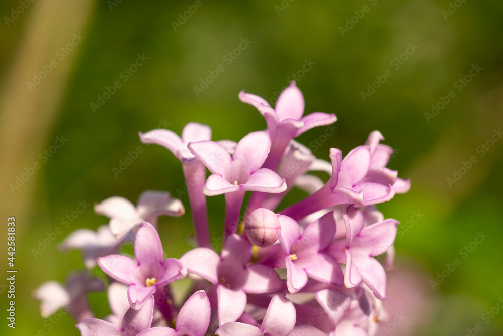 Beautiful lilac flowers close up Beautiful lilac flowers close up
