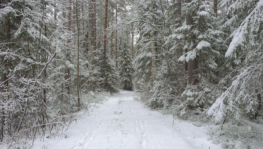 Beautiful winter landscape. Forest in winter. Beautiful winter landscape. Forest in winter.