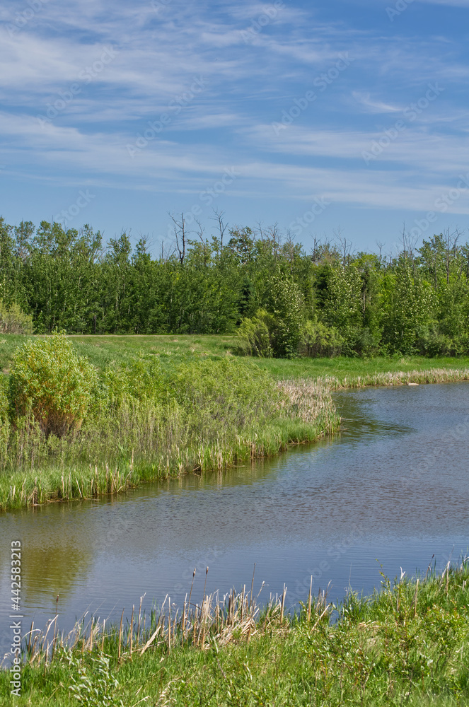 Pylypow Wetlands on a Clear, Late Spring Day Pylypow Wetlands on a Clear, Late Spring Day