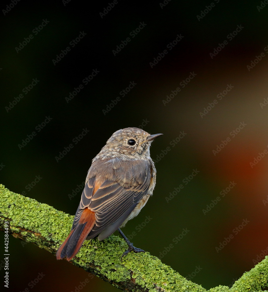 Fototapeta premium Podlot pleszki