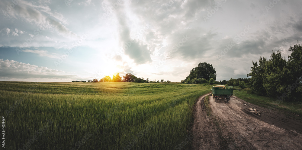 Fototapeta premium Agricultural field of rye on sanset