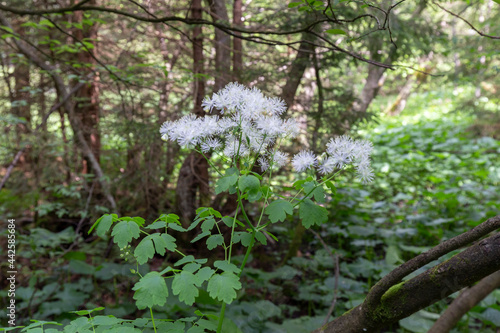 Siberian columbine meadow-rue (Thalictrum aquilegiifolium) is a species of flowering plant in the Ranunculaceae family. Wild plant Thalictrum aquilegiifolium at the time of flowering. photo