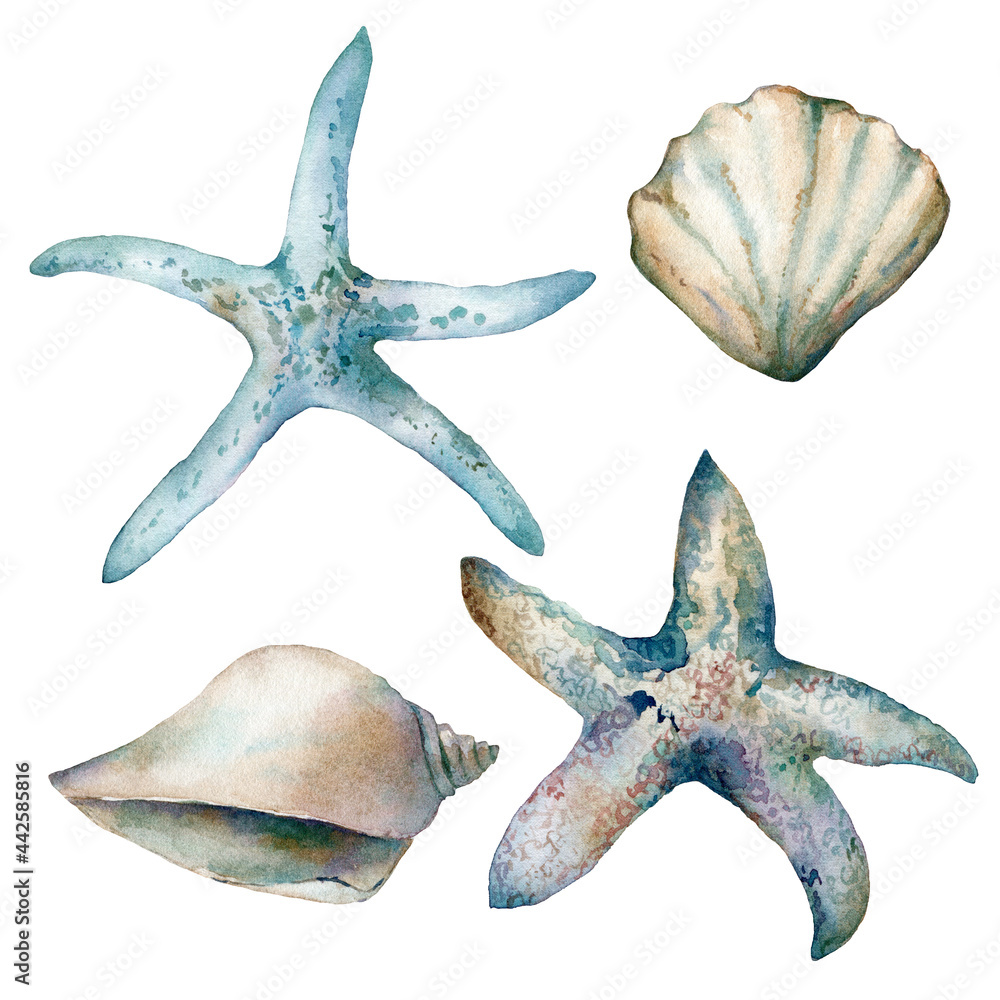 Watercolor underwater set of shells and starfishes. Hand painted sea ...
