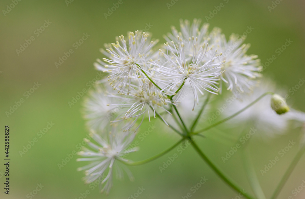 Siberian columbine meadow-rue (Thalictrum aquilegiifolium) is a species of flowering plant in the Ranunculaceae family. Wild plant Thalictrum aquilegiifolium at the time of flowering. Siberian columbine meadow-rue (Thalictrum aquilegiifolium) is a species of flowering plant in the Ranunculaceae family. Wild plant Thalictrum aquilegiifolium at the time of flowering.