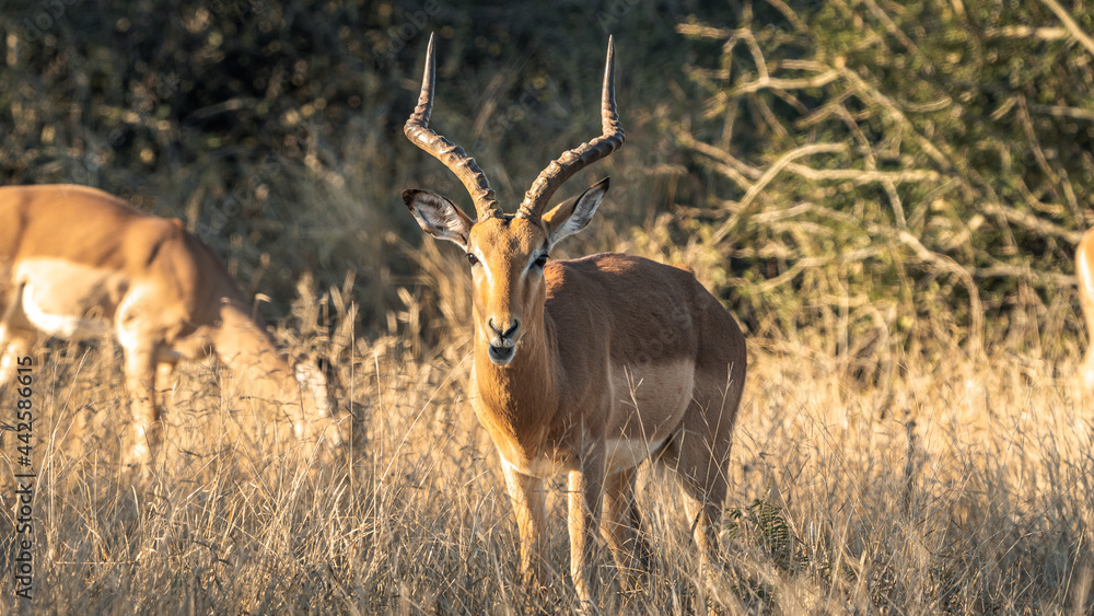 IMPALA IMPALA