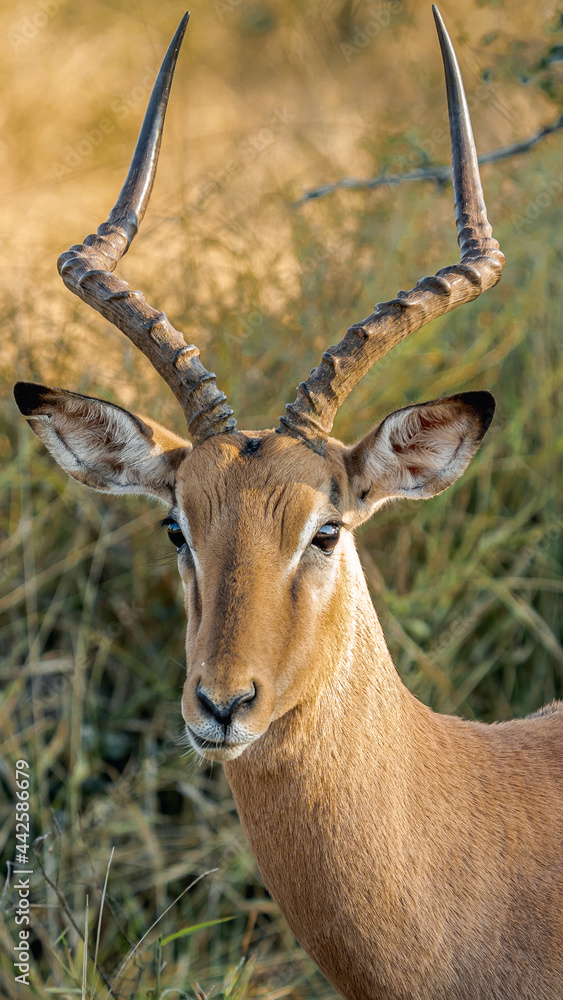 IMPALA