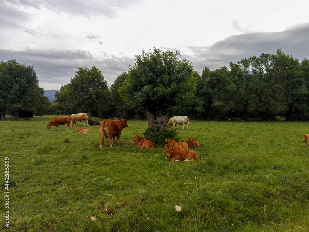 Fototapeta premium a group of cows rests in the meadow around a tree on a cloudy day