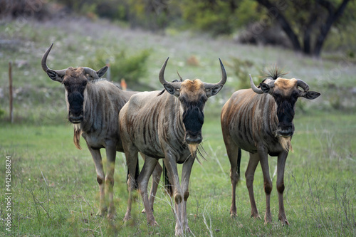 Wildebeests