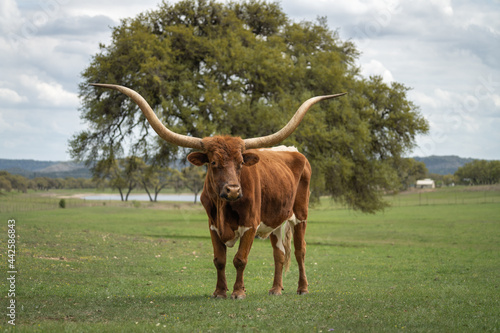 Longhorn photo