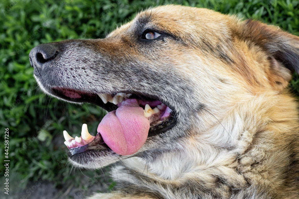 Dog's head in profile. Angry dog with open mouth and protruding tongue Dog's head in profile. Angry dog with open mouth and protruding tongue