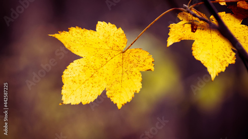 Yellow autumn leaves in the forest on a blurred background