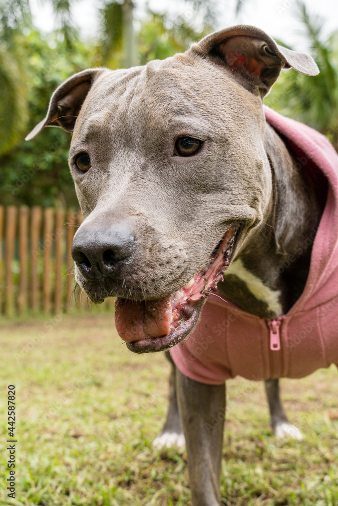 Pit bull dog in a pink sweatshirt playing in the park on a cold day. Pit bull in dog park with green grass and wooden fence.