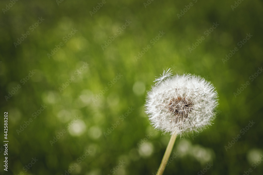 White dandelion seeds on green meadow background. Floral pattern. White dandelion seeds on green meadow background. Floral pattern.