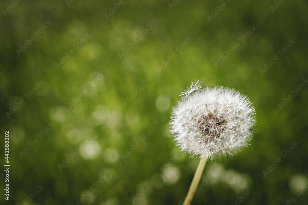 White dandelion seeds on green meadow background. Floral pattern.