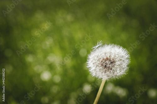 White dandelion seeds on green meadow background. Floral pattern.