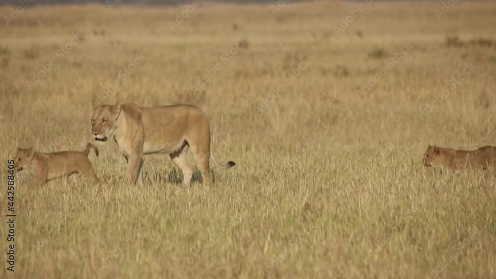 A lioness and lion cubs walk in the African savannah in Chobe National Park, Botswana. A lioness and lion cubs walk in the African savannah in Chobe National Park, Botswana.