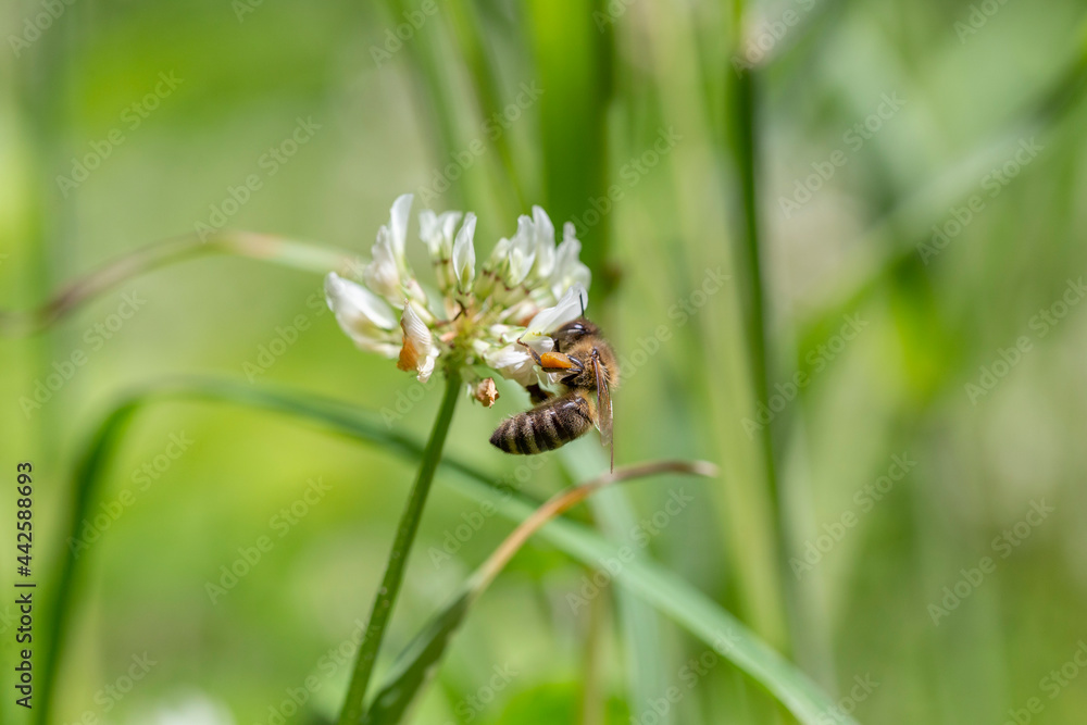 The bee (Apis mellifera) works on the flower white clover (Trifolium repens). Bee at the clover. Closeup of bee at work on white clover flower collecting pollen. The bee (Apis mellifera) works on the flower white clover (Trifolium repens). Bee at the clover. Closeup of bee at work on white clover flower collecting pollen.