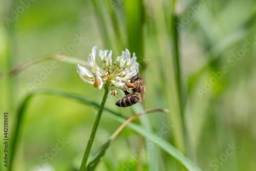The bee (Apis mellifera) works on the flower white clover (Trifolium repens). Bee at the clover. Closeup of bee at work on white clover flower collecting pollen. © ihorhvozdetskiy