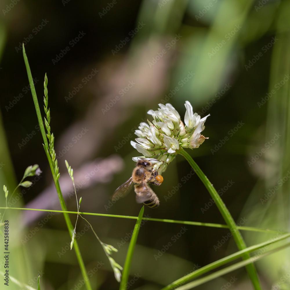 The bee (Apis mellifera) works on the flower white clover (Trifolium repens). Bee at the clover. Closeup of bee at work on white clover flower collecting pollen. The bee (Apis mellifera) works on the flower white clover (Trifolium repens). Bee at the clover. Closeup of bee at work on white clover flower collecting pollen.