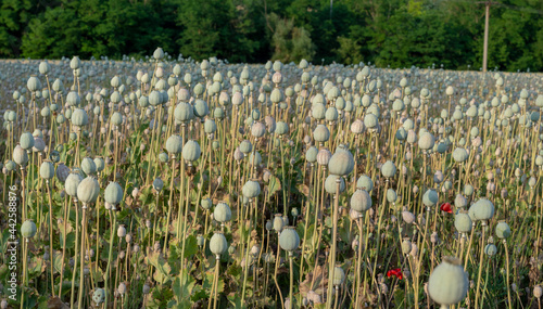 Poppy (Papaver somniferum) seed heads in the summer. The plant is also known as Breadseed or Opium poppy. photo