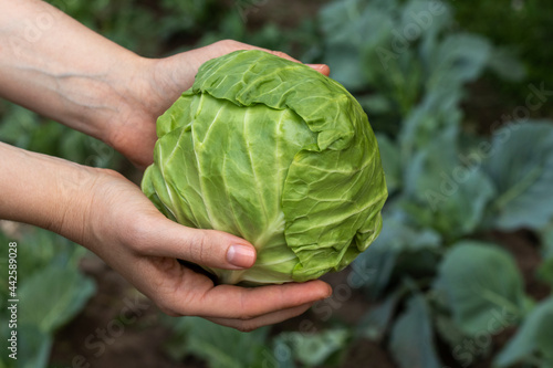 Female hands holding a cabbage head. Cabbage beds. Outdoor photo, close-up.