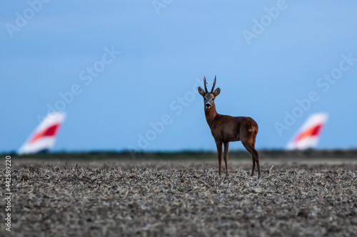 Deer at the airport photo