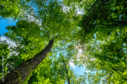 View into the canopy on Four Mile Creek Greenway Trail, Charlotte, North Carolina