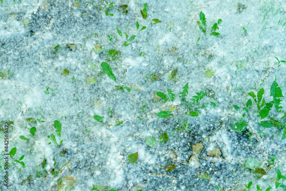 Poplar fluff with green grass under - snow at summer Poplar fluff with green grass under - snow at summer