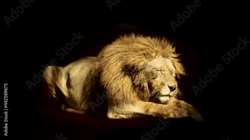 A cute golden lion lying lazily in a spot of light and licking his paws. Sleepy gorgeous lion washing himself. A beautiful feline creature in the darkness. Slow motion furry beast resting at sunset.