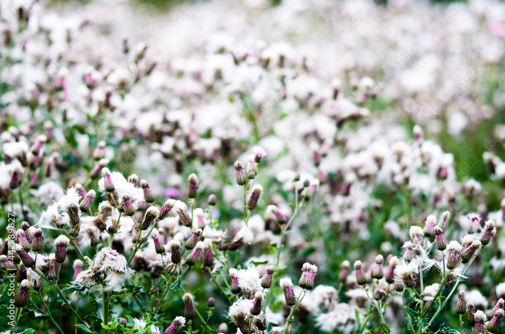 close-up of a field with withered thistles and their seeds close-up of a field with withered thistles and their seeds