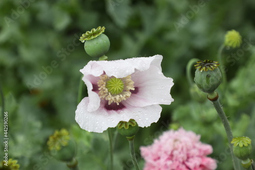 Weißer Mohn