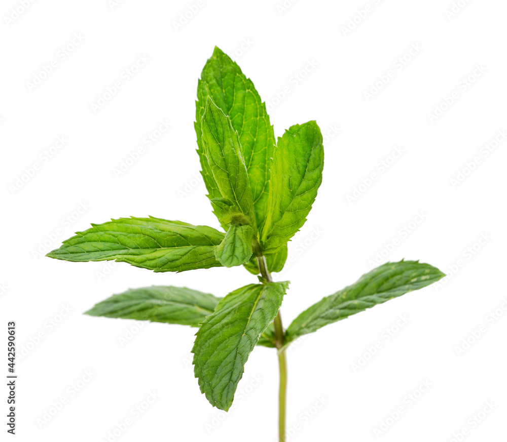 Two leaves of mint. Two leaves of mint.