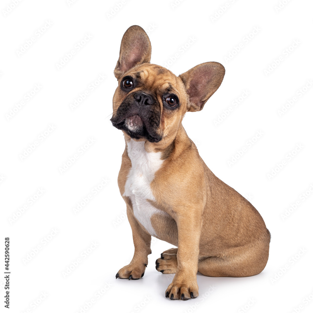 Cute young fawn French Bulldog youngster, sitting side ways. Looking towards camera. Isolated on white background.